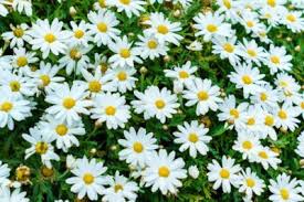 Maybe you would like to learn more about one of these? Summer Blooming Perennials Info On Perennials That Bloom All Summer