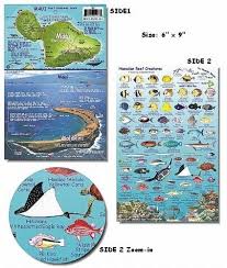 Maui Hawaii Reef Fish And Creature Guide