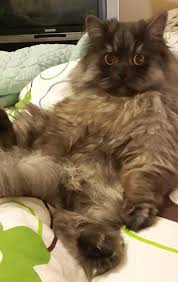 Sevil Koseoglu Adli Kullanicinin Kediler Panosundaki Pin Kedi