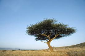 Image result for Acacia tortilis