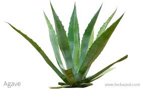 Image result for Agave