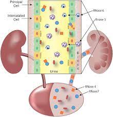 Maybe you would like to learn more about one of these? Frontiers The Responses Of The Ribonuclease A Superfamily To Urinary Tract Infection Immunology