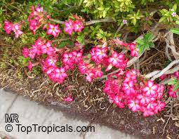 Enter any portion of the scientific, common name, or both. Adenium Multiflorum Desert Rose Toptropicals Com