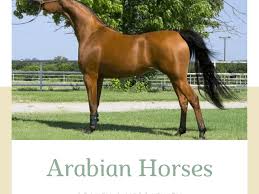 A spirited graceful and intelligent riding horse native to arabia. Arabian Horse Qualities History And Competitions Owlcation