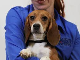 Maybe you would like to learn more about one of these? Beagles Saved From Animal Testing Site Being Put Up For Adoption People Com