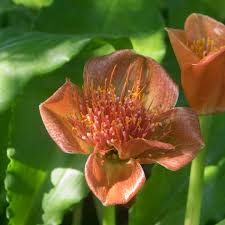 Image result for Scadoxus membranaceus