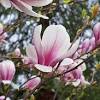 White, pink, red, purple, and yellow magnolia tree flowers are a thing of beauty in the ornamental garden. 1