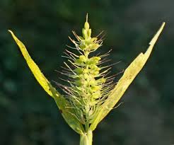Image result for Setaria verticillata