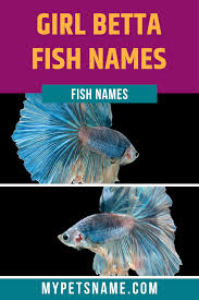 Girl Betta Fish Names In 2020 Betta Fish Betta Fish Types Girl Pet Names