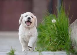 Check spelling or type a new query. Hilarious Puppy Photos That Will Make Your Day Herald Weekly