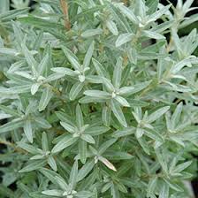 Image result for Hippocratea buchananii