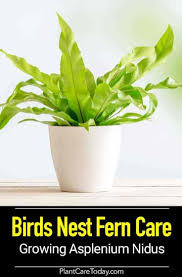 The female cactus wren will select the nesting site among the cholla or within thick desert scrub and trees. Sloped Greenhouse Ideas Greenhousejungle Small Indoor Greenhouse Ideas Bird Nest Fern Ferns Care Plants