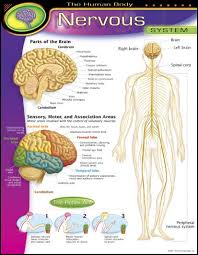 Human Body Nervous System Learning Chart