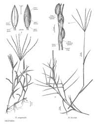 Image result for Digitaria nitens