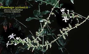 Image result for Plumbago zeylanica