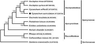 Image result for Oncinotis tenuiloba