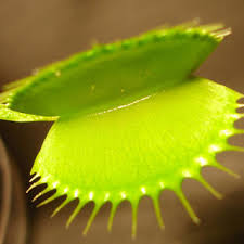Venus flytrap (carnivorous plant), seconds before it eats a fly. Photo Of The Upper Leaf Of The Venus Flytrap Veins Between The Midrib Download Scientific Diagram