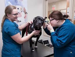 Patient services director, practice manager and hospital administrator the veterinary assistant/technician is the veterinarian's primary medical support. Veterinary Technician Gateway Technical College