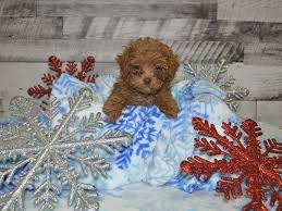 Enter your email address to receive alerts when we have new listings available for miniature poodle puppies for sale uk. Miniature Poodle Petland Dunwoody Puppies For Sale