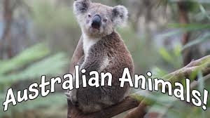 The tasmanian tiger is a prominent example of a recently extinct australian animal. Australian Animals Our Biggest Video Of Animals In Australia For Kids Youtube
