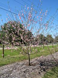Image result for Prunus persica