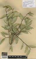 Image result for Boscia mossambicensis