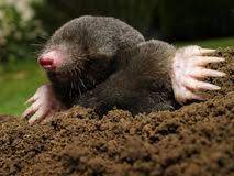 Himenopus coronatus orhideic, se găsește în thailanda și malaezia. Mole Stockbild Bild Von Grabung Plage Mole Galerie 25595779
