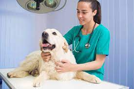 Pet insurance is administered by pets best insurance services, llc and is underwritten by american pet insurance company, a new york insurance company. Types And Benefits Of Pet Care Services Pet Shops Guide Blog