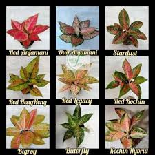 Tanaman hias peace lily sepatu filum: Tanaman Hias Harga Tanaman Hias Juni 2021 Blibli