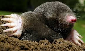 You can treat your yard regularly with surface insecticide granules or a spray. How To Tell The Difference Between Moles Voles Home Garden Information Center