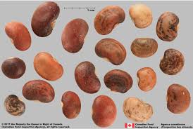 Image result for Pueraria