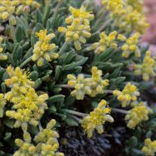 Image result for Erythrococca zambesiaca