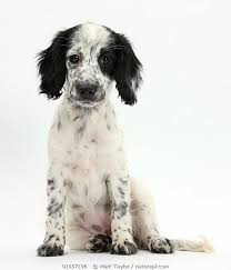 Beagle Cocker Spaniel Mix Black And White Black And White Border Collie X Cocker Spaniel Puppy 11 Weeks Spaniel Puppies White Dog Breeds Cocker Spaniel Puppies