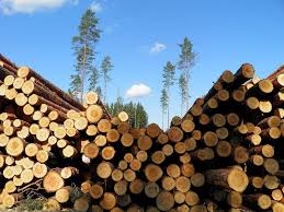 Find out how to can get free firewood & save a fortune on heating costs! Free Tree Removal 5 Helpful Tips
