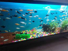 You can purchase fish, dog, reptile, and small animal products online and order them for pickup or have them delivered to your door! Magic Pets And Aquarium Nyanappana Halli Pet Shops For Dog In Bangalore Justdial