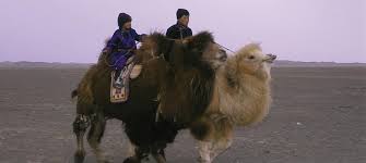 When a mongolian nomadic family's newest camel colt is rejected by its mother, a musician is needed for a ritual to change her mind. Video Mongolia Unveiled Through Weeping Camels And Spirited Shepherds