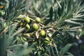 Image result for Olea