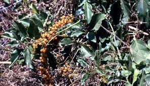 Image result for Abutilon longicuspe