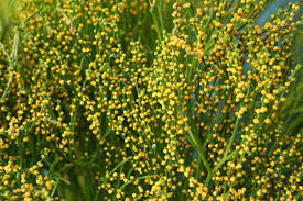 Image result for Psilotum nudum