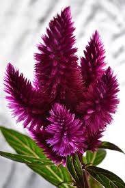 Pin On Flowers