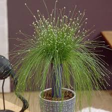 Simsen Abwechslungsreiche Graser Gattung Zimmerpflanzen Ideen Pflanzen Hydrokultur Garten