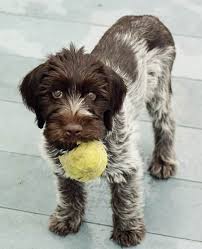 Wirehaired Pointing Griffon In Puppie Griffon Dog Pointer Dog Pointer Puppies