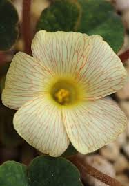 Image result for Oxalis obliquifolia