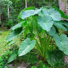 Maybe you would like to learn more about one of these? Elephant Ears Bulbs Jumbo Spring Flower Bulbs Eden Brothers