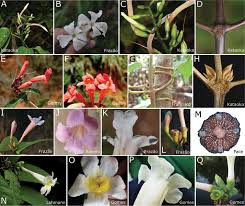 Image result for Bignoniaceae