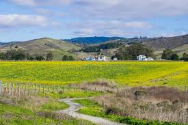Half moon bay mustard flowers. A Field Of Yellow Wildflowers Farm House And Mountains In The Background Half Moon Bay California Stock Image Image Of Hills Mustard 135809587