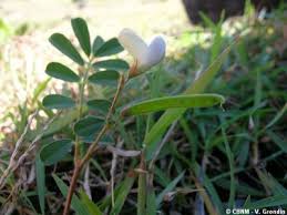 Image result for Tephrosia pumila