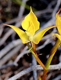Image result for Disa ochrostachya
