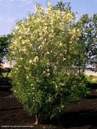Texas is home to some of the most stunning scenery and rugged landscapes in the united states. Texas Native Plants Database