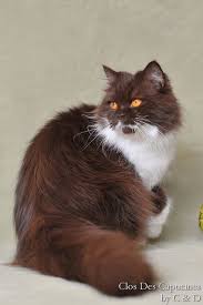 Photo Chat British Shorthair Chocolat Et Blanc Photo De Chat Photo Chat Chats Et Chatons Chat British Shorthair